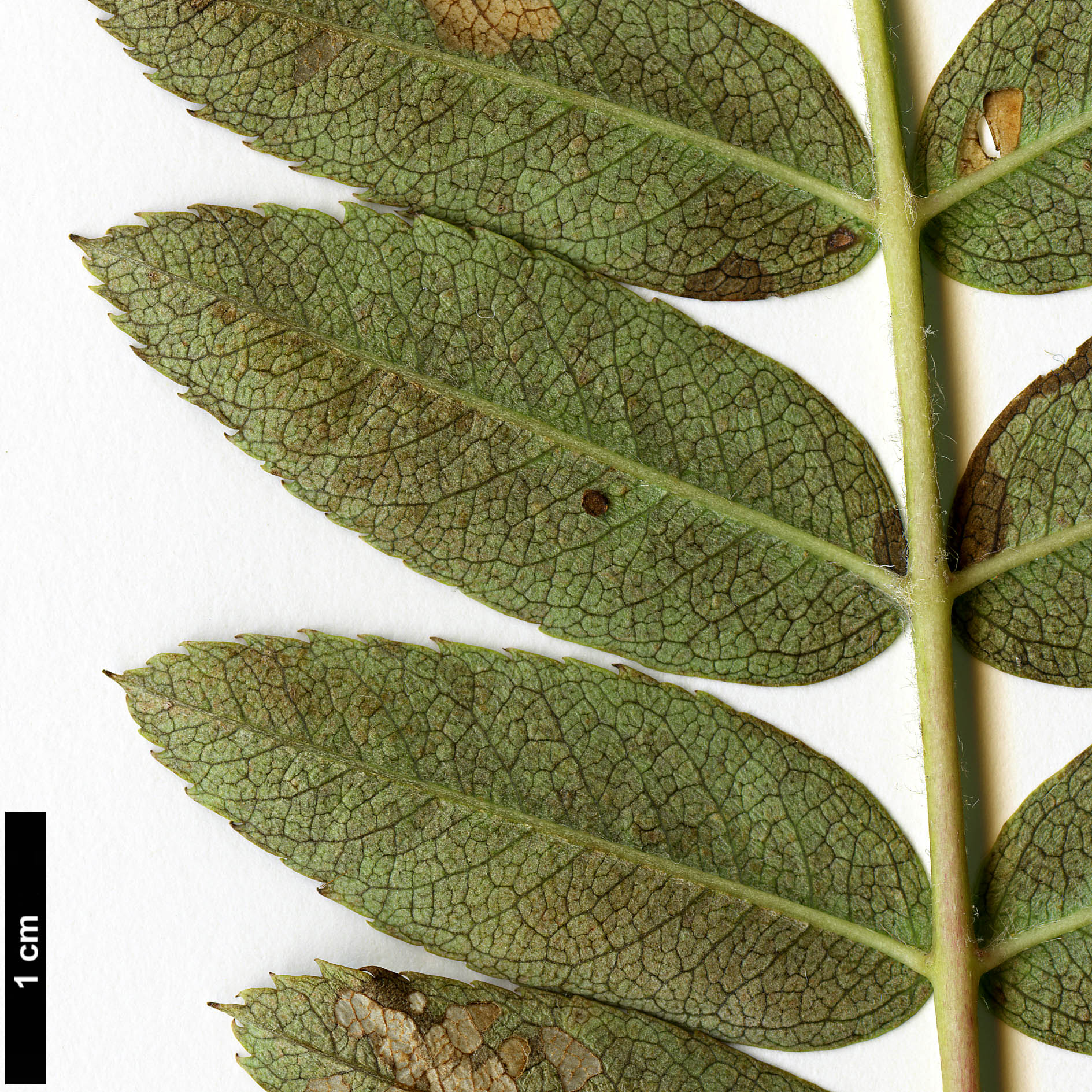 High resolution image: Family: Rosaceae - Genus: Sorbus - Taxon: cinereopubescens
